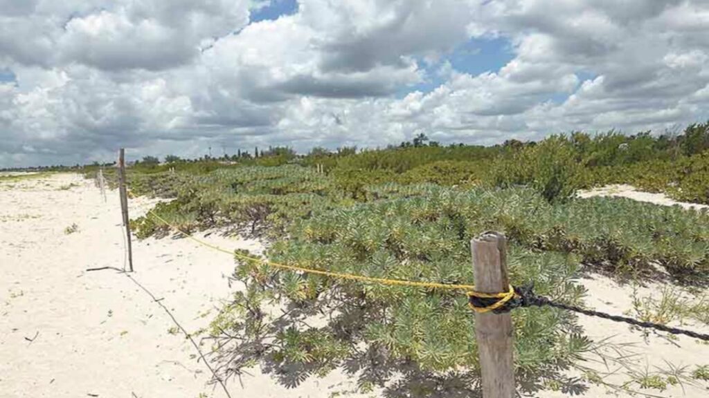 duna costera yucatan